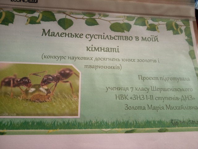Золота Марія провела цікаве дослідження на мурашиній фермі